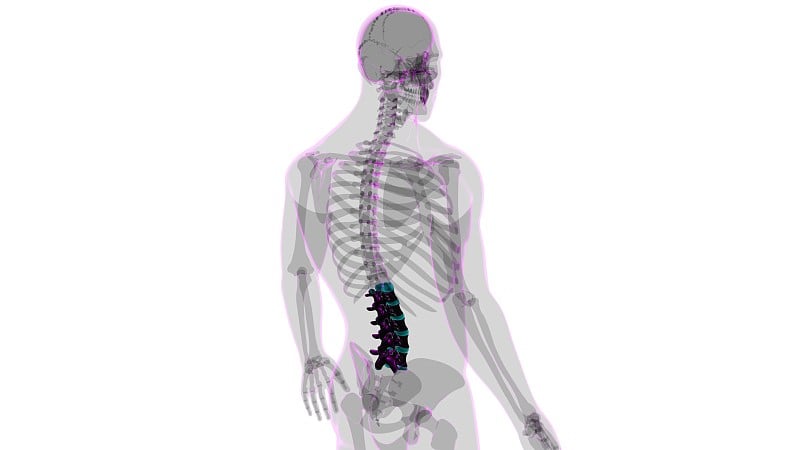 人体骨骼、脊柱、腰椎解剖学