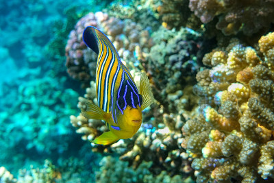 皇家或帝王天使鱼(Pygoplites diacanthus) -红海