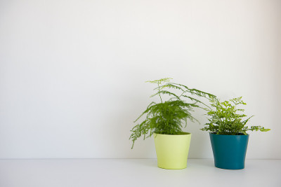 室内植物木桌和白色墙壁