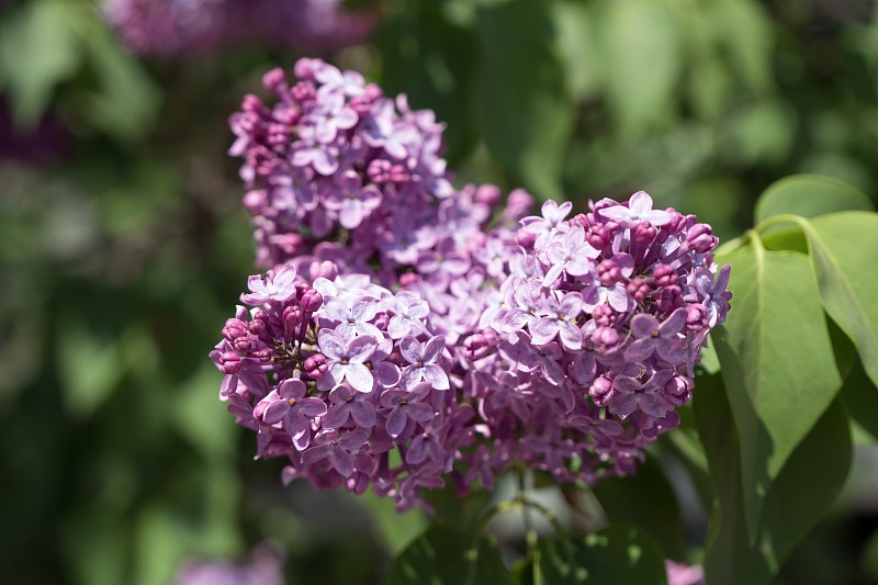 普通丁香的开花的花序(晚。Syrínga vulgáris)在春天绿叶的背景上。