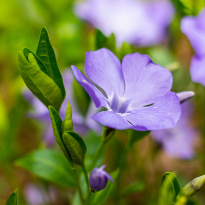 小长春花，俗称小长春花或矮长春花在植物园