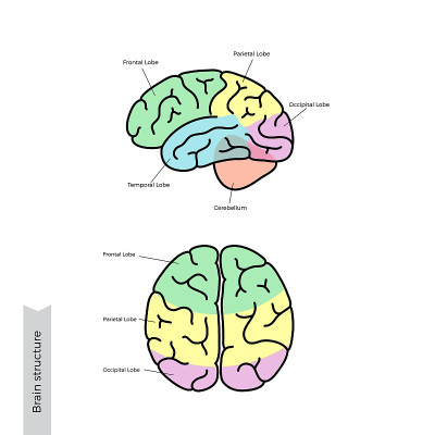 人脑解剖的矢量图解