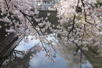 日本横滨大冈河边的一排樱花树