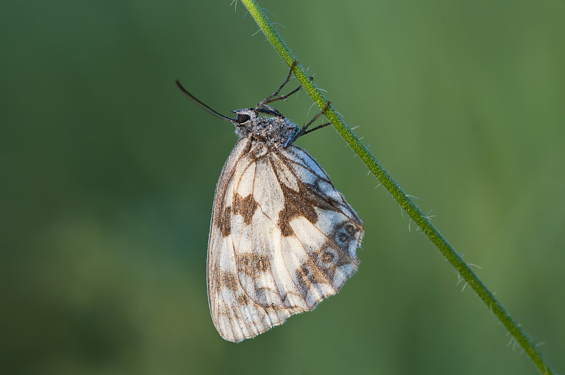 茄子(satyrinae)