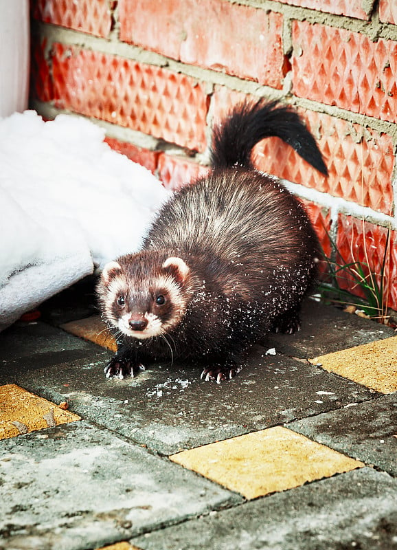 Mustela putorius furo，在雪地里行走