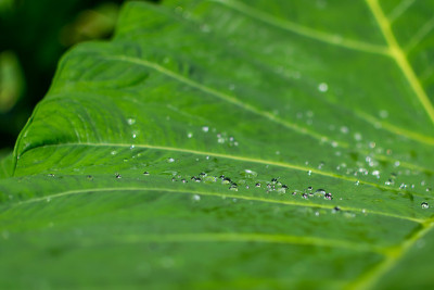 雨滴落在叶子上
