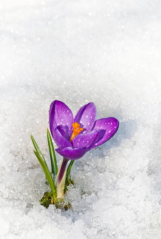 番红花在雪中滴着水珠