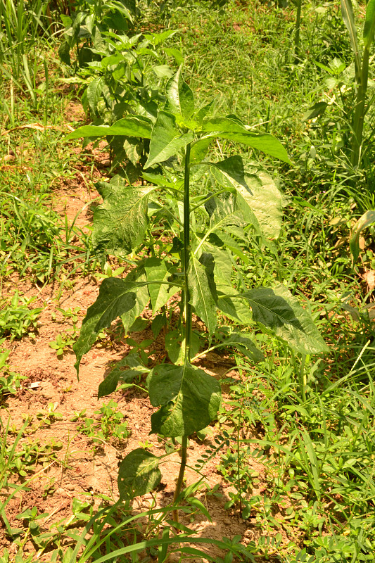 辣椒植物