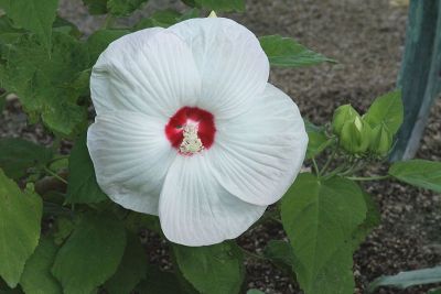 芙蓉