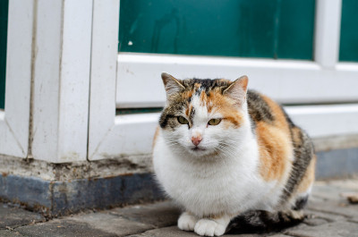街猫。院子里的斑点猫正在散步。被遗弃的宠物。一个宠物。Tomcat。