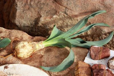 中东约旦佩特拉的Drimia maritima