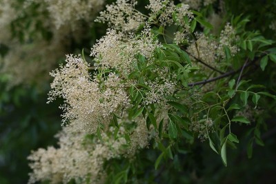 弗拉西努斯格里菲斯花