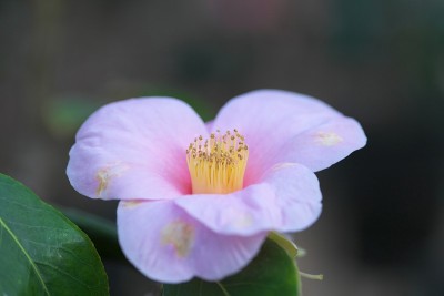公园里的茶花展览