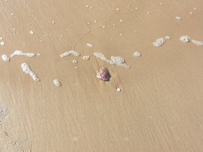 水母
