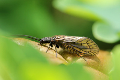Schlammfliege