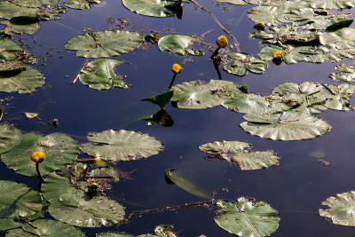 黄水花(Nuphar Lutea)