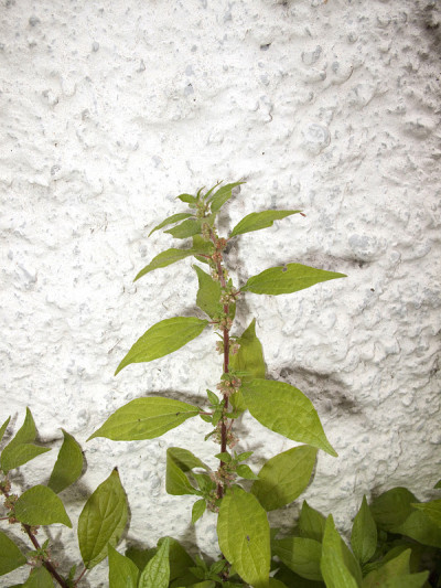 Parietaria officinalis