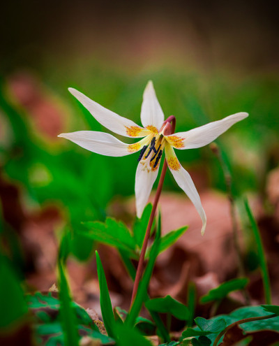 春天的花朵