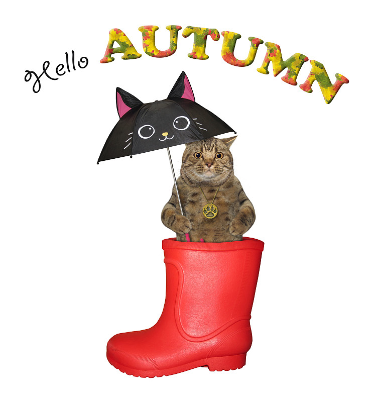 猫在雨伞下穿上了红色的橡胶靴子