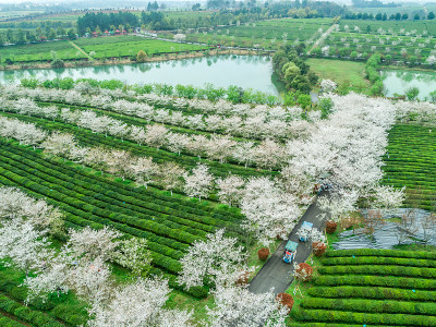 茶园俯瞰南昌县凤凰沟风景区，中国茶园