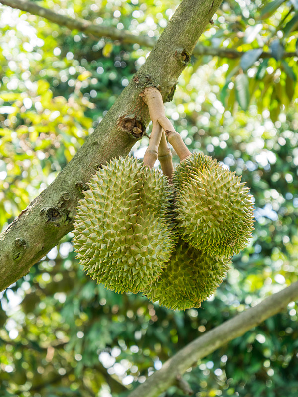花园里树上的新鲜榴莲