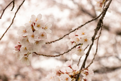日本埼玉县霞部市仙根堀河上的樱花
