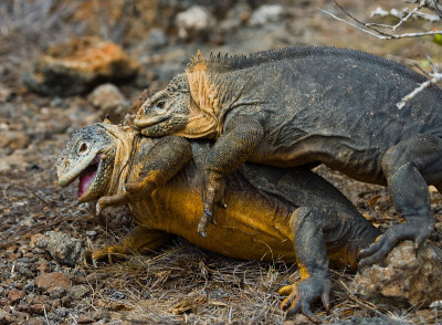 Two land iguanas are fighting with each other.