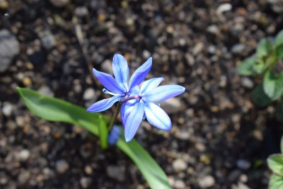 蓝色的星星花