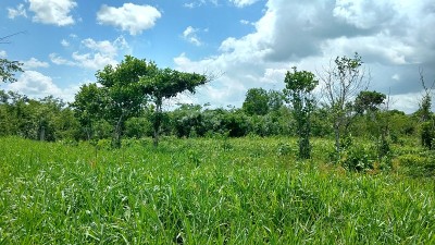危地马拉Peten自由地的绿色植被
