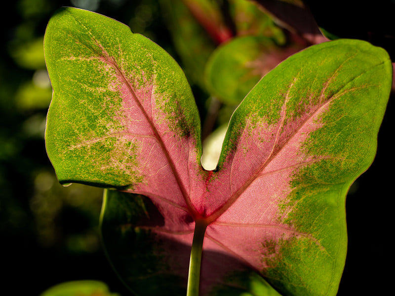 图案背面的花式叶Caladium