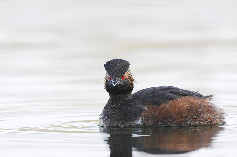 荷兰水中游泳的黑颈鸊鷉(Podiceps nigricollis