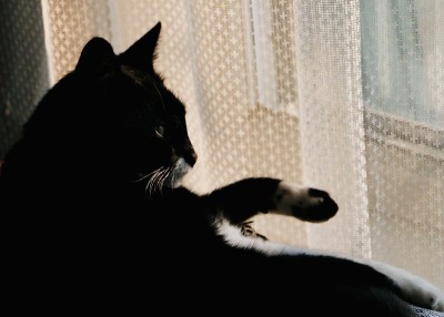 黑猫躺在温暖的橱窗照片