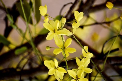 一束黄花