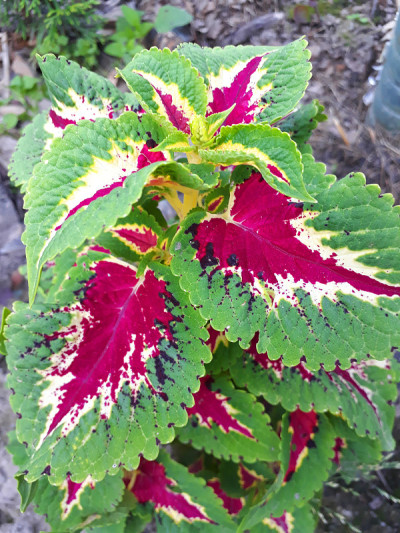 植物和花卉，花坛在公园和乡村，花园和园艺，夏天是如火如荼