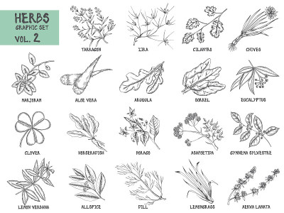 手绘矢量香草和香料复古插图。