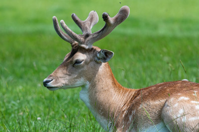 鹿Fallow dama