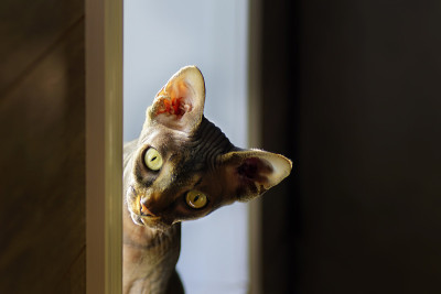 斯芬克斯猫坐在窗户上