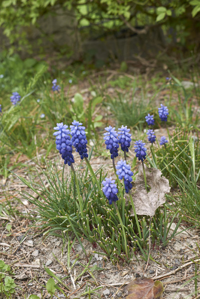 Muscari neglectum