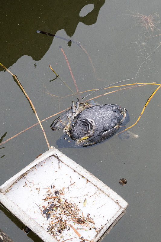 水里的死白骨顶和碎石