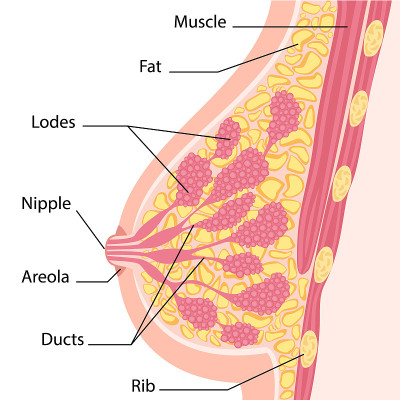 女性乳房横截面