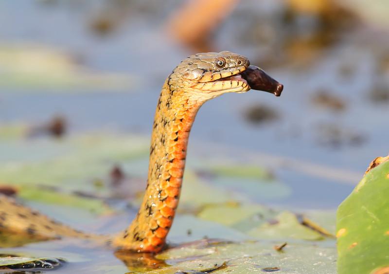 骰子蛇(Natrix tessellata)钓到了一条鱼。大联赛。