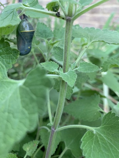 蛹和假荆芥