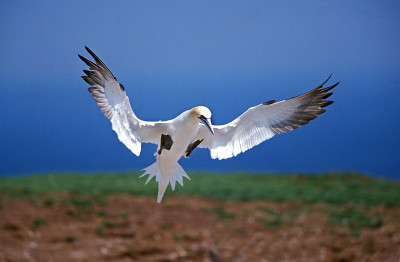 Northern Gannet, sula bassana, Adult in Flight, Bo