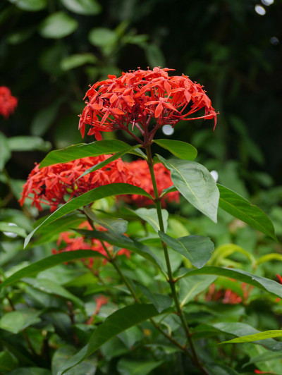 穗花