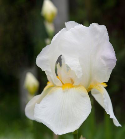 甜美的鸢尾(iris pallida)