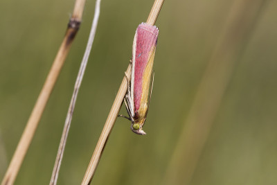 Oncocera semirubella