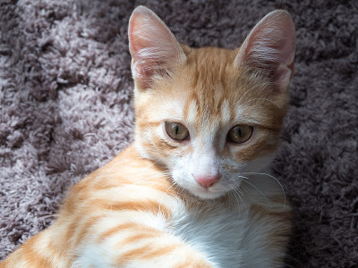 漂亮的小红猫躺在地毯上晒太阳