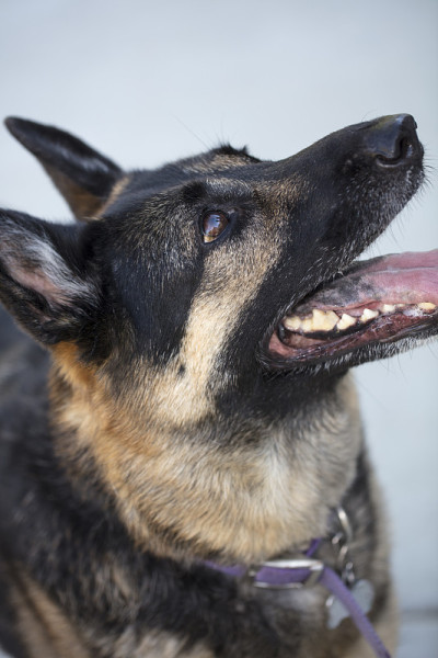 德国牧羊犬看着教练命令