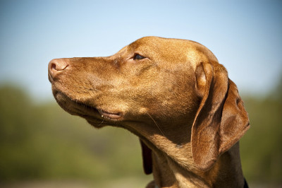 匈牙利Vizsla狗的简介