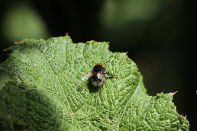 Gunnera manicata - Trebah花园-康沃尔，英格兰，英国
